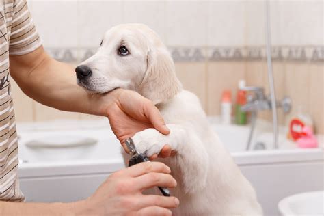 Ultimate Guidelines For The Best Dog Grooming ...